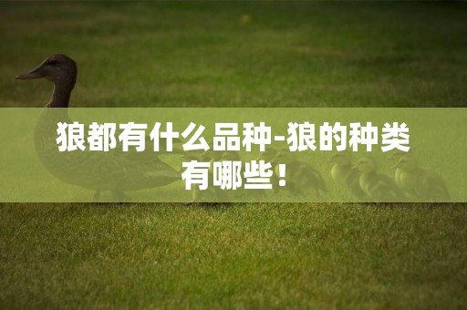 狼都有什么品種-狼的種類有哪些！