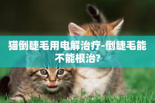 貓倒睫毛用電解治療-倒睫毛能不能根治?