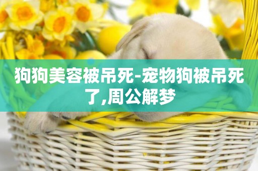 狗狗美容被吊死-寵物狗被吊死了,周公解夢