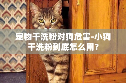 寵物干洗粉對狗危害-小狗干洗粉到底怎么用？