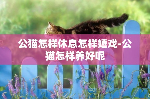 公貓怎樣休息怎樣嬉戲-公貓怎樣養好呢