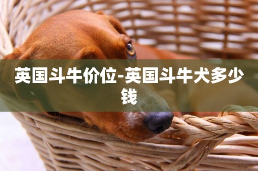 英國斗牛價位-英國斗牛犬多少錢