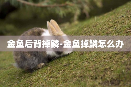 金魚后背掉鱗-金魚掉鱗怎么辦