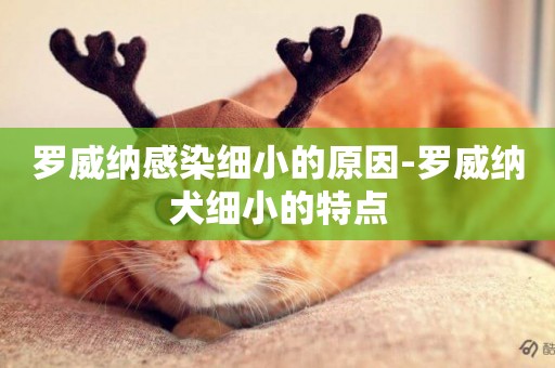 羅威納感染細小的原因-羅威納犬細小的特點