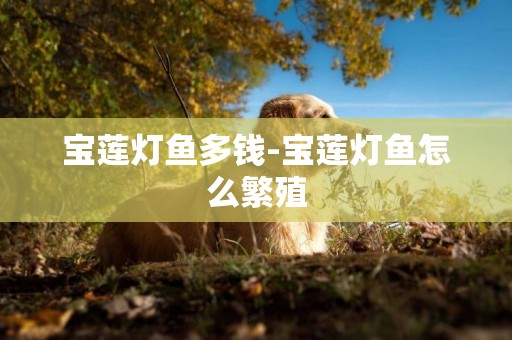 寶蓮燈魚多錢-寶蓮燈魚怎么繁殖