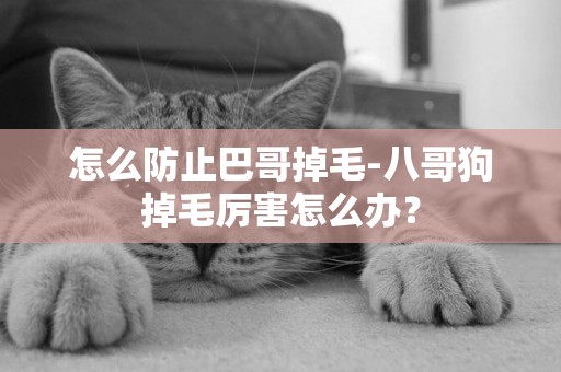 怎么防止巴哥掉毛-八哥狗掉毛厲害怎么辦？