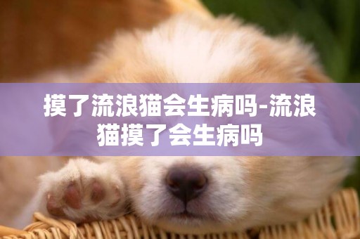 摸了流浪貓會生病嗎-流浪貓摸了會生病嗎