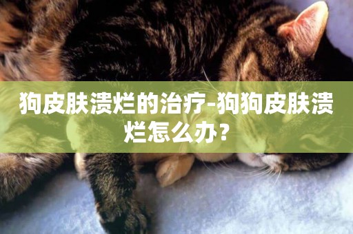 狗皮膚潰爛的治療-狗狗皮膚潰爛怎么辦？