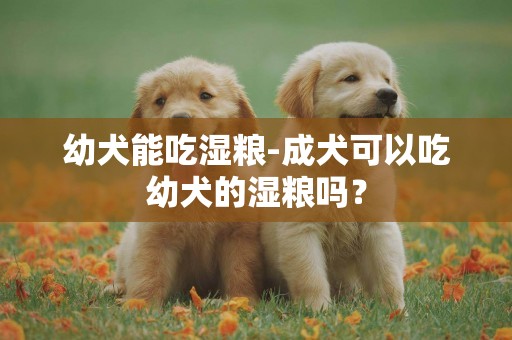 幼犬能吃濕糧-成犬可以吃幼犬的濕糧嗎？