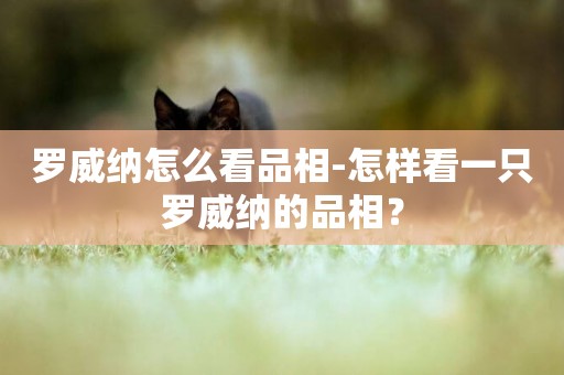 羅威納怎么看品相-怎樣看一只羅威納的品相？