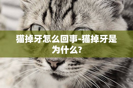 貓掉牙怎么回事-貓掉牙是為什么?