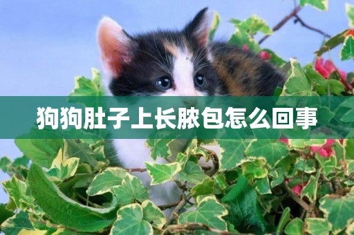 狗狗肚子上長膿包怎么回事