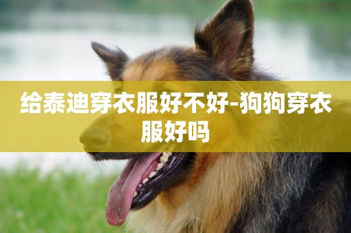 給泰迪穿衣服好不好-狗狗穿衣服好嗎