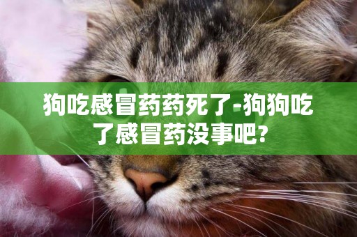 狗吃感冒藥藥死了-狗狗吃了感冒藥沒事吧?