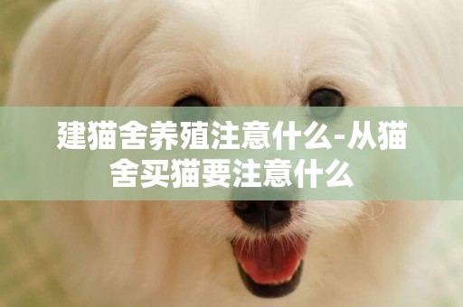 建貓舍養殖注意什么-從貓舍買貓要注意什么