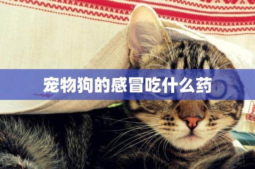 寵物狗的感冒吃什么藥