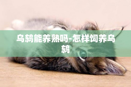 烏鶇能養熟嗎-怎樣飼養烏鶇
