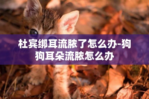 杜賓綁耳流膿了怎么辦-狗狗耳朵流膿怎么辦