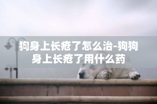 狗身上長瘡了怎么治-狗狗身上長瘡了用什么藥