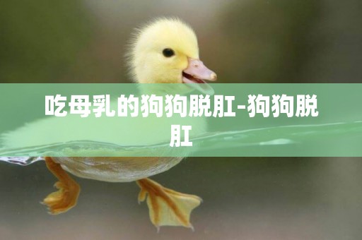 吃母乳的狗狗脫肛-狗狗脫肛