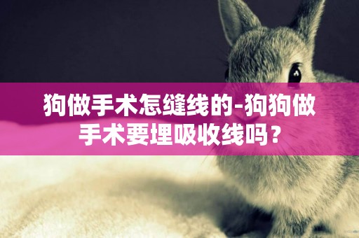 狗做手術怎縫線的-狗狗做手術要埋吸收線嗎？
