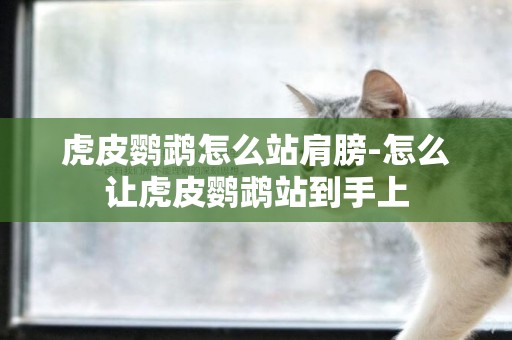 虎皮鸚鵡怎么站肩膀-怎么讓虎皮鸚鵡站到手上