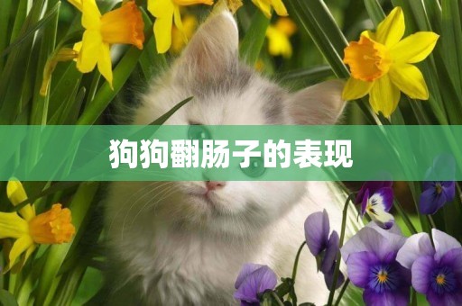 狗狗翻腸子的表現