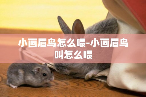 小畫眉鳥怎么喂-小畫眉鳥叫怎么喂