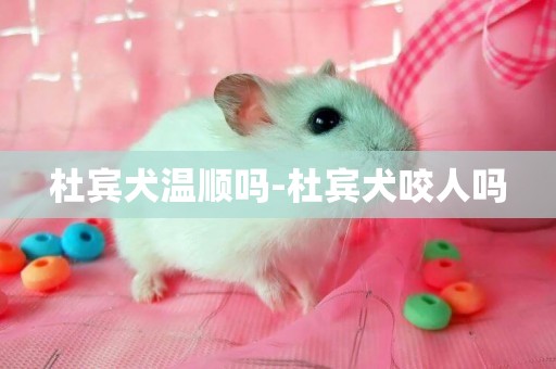 杜賓犬溫順嗎-杜賓犬咬人嗎