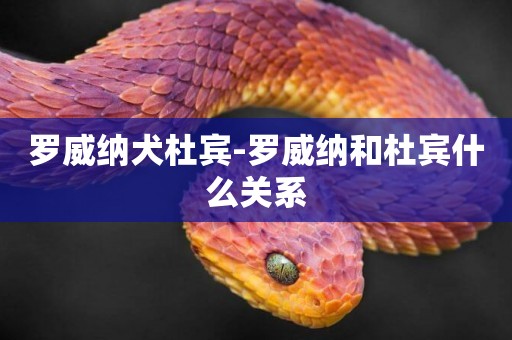 羅威納犬杜賓-羅威納和杜賓什么關系
