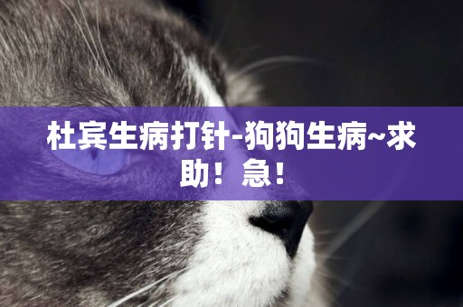 杜賓生病打針-狗狗生病~求助！急！