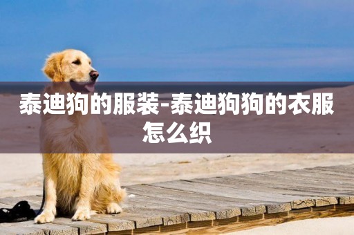 泰迪狗的服裝-泰迪狗狗的衣服怎么織