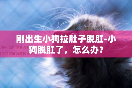 剛出生小狗拉肚子脫肛-小狗脫肛了，怎么辦？