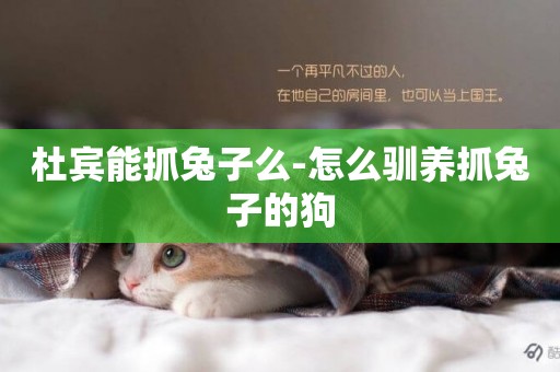 杜賓能抓兔子么-怎么馴養抓兔子的狗