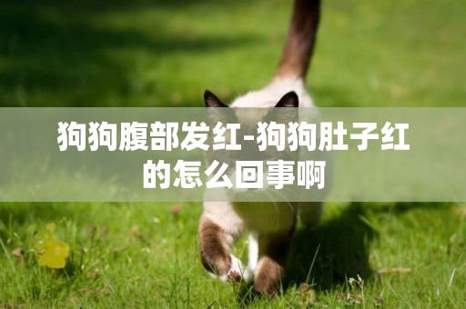 狗狗腹部發紅-狗狗肚子紅的怎么回事啊