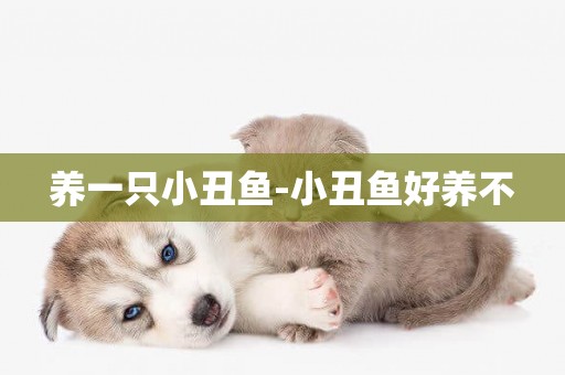 養一只小丑魚-小丑魚好養不