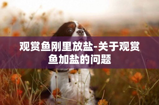 觀賞魚剛里放鹽-關于觀賞魚加鹽的問題