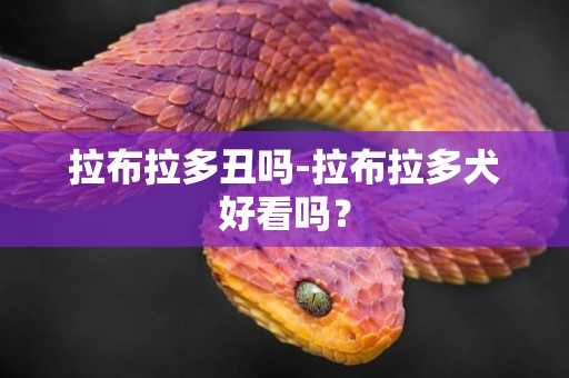 拉布拉多丑嗎-拉布拉多犬好看嗎？