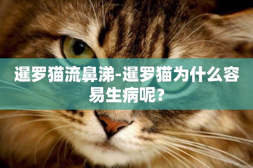 暹羅貓流鼻涕-暹羅貓為什么容易生病呢？