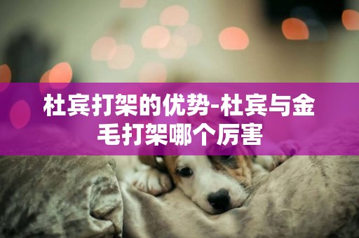 杜賓打架的優勢-杜賓與金毛打架哪個厲害