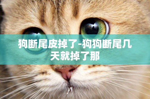 狗斷尾皮掉了-狗狗斷尾幾天就掉了那