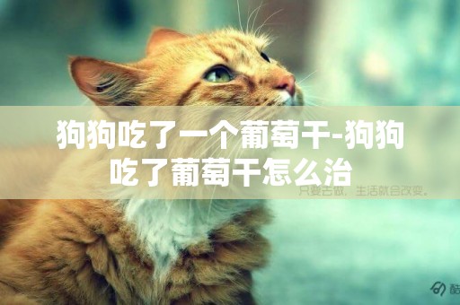 狗狗吃了一個葡萄干-狗狗吃了葡萄干怎么治
