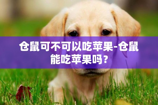 倉鼠可不可以吃蘋果-倉鼠能吃蘋果嗎？