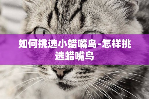 如何挑選小蠟嘴鳥-怎樣挑選蠟嘴鳥