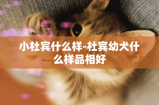 小杜賓什么樣-杜賓幼犬什么樣品相好