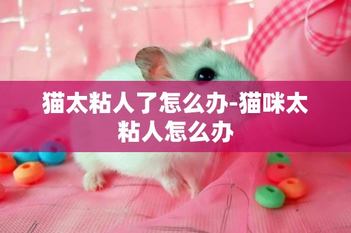 貓太粘人了怎么辦-貓咪太粘人怎么辦
