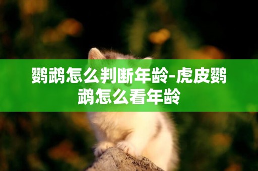 鸚鵡怎么判斷年齡-虎皮鸚鵡怎么看年齡