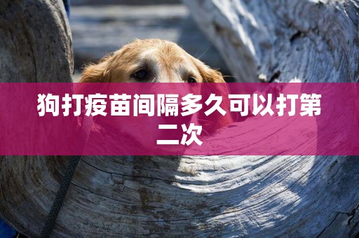 狗打疫苗間隔多久可以打第二次