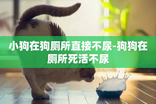 小狗在狗廁所直接不尿-狗狗在廁所死活不尿
