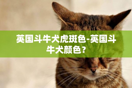 英國斗牛犬虎斑色-英國斗牛犬顏色？